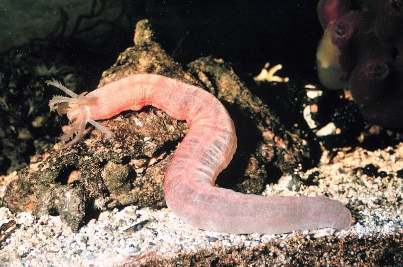 Как выглядит рыба огурец � � � � � � � � � � � � � � � � � � � � � Sea cucumber, Sea, Ocean aquarium