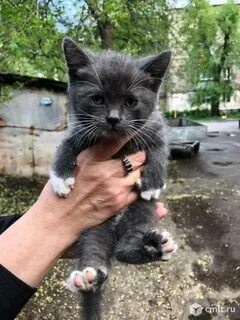 Во дворе кошки малышка о нас
