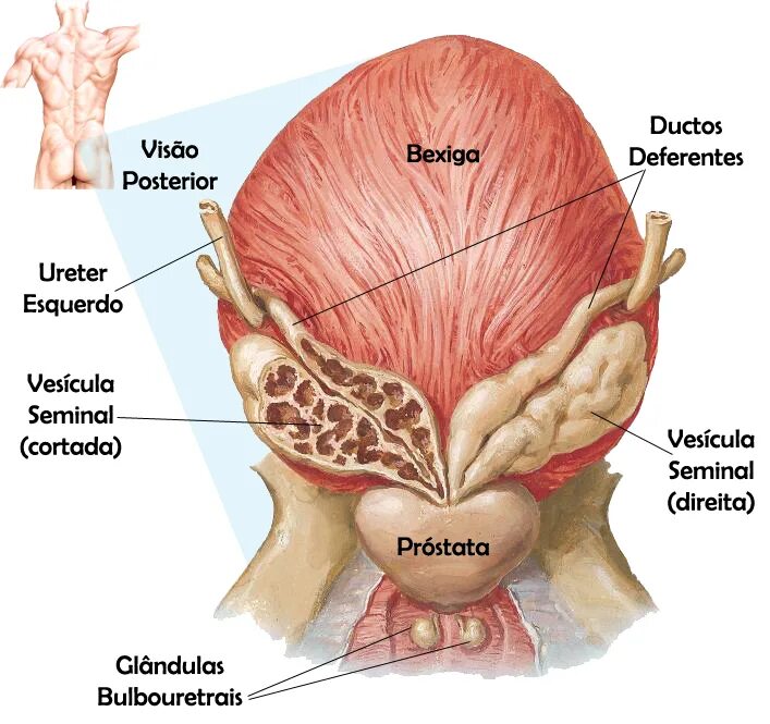 Везикулит у мужчин симптомы. Семенные пузырьки анатомия. Семенные пузырьки у мужчин анатомия. Верхушка предстательной железы латынь. Семенные пузырьки и предстательная железа.