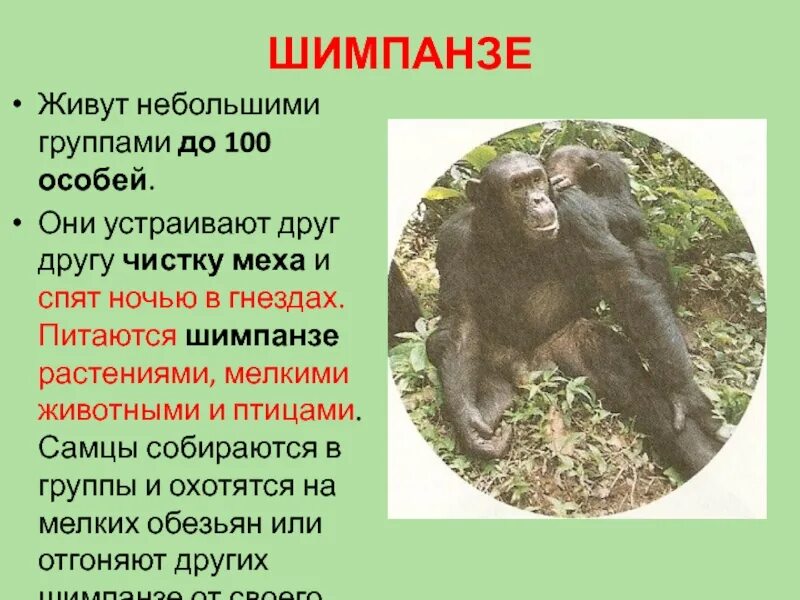 Шимпанзе описание. Шимпанзе презентация. Рассказ про шимпанзе. Шимпанзе краткое описание. Краткое содержание обезьянка 3 класс