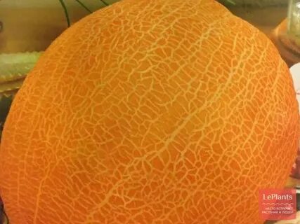 Дыня казачка