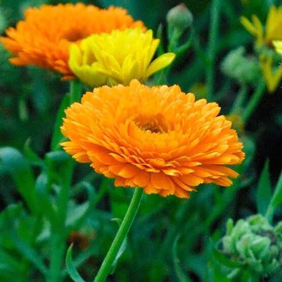 Awesome Yellow Flowers IPhone Wallpapers
