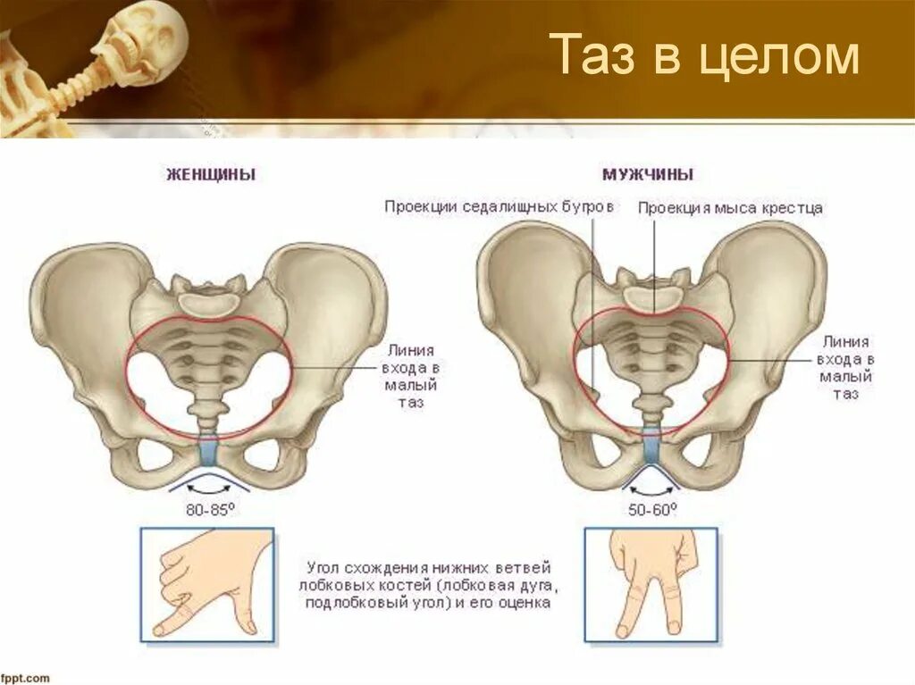 тазовое дно анатомия мочеполовая диафрагма. женский половой орган в разрезе. большой и малый таз анатомия строение. репродуктивная система мужчины схема. таз строение тазовой кости.