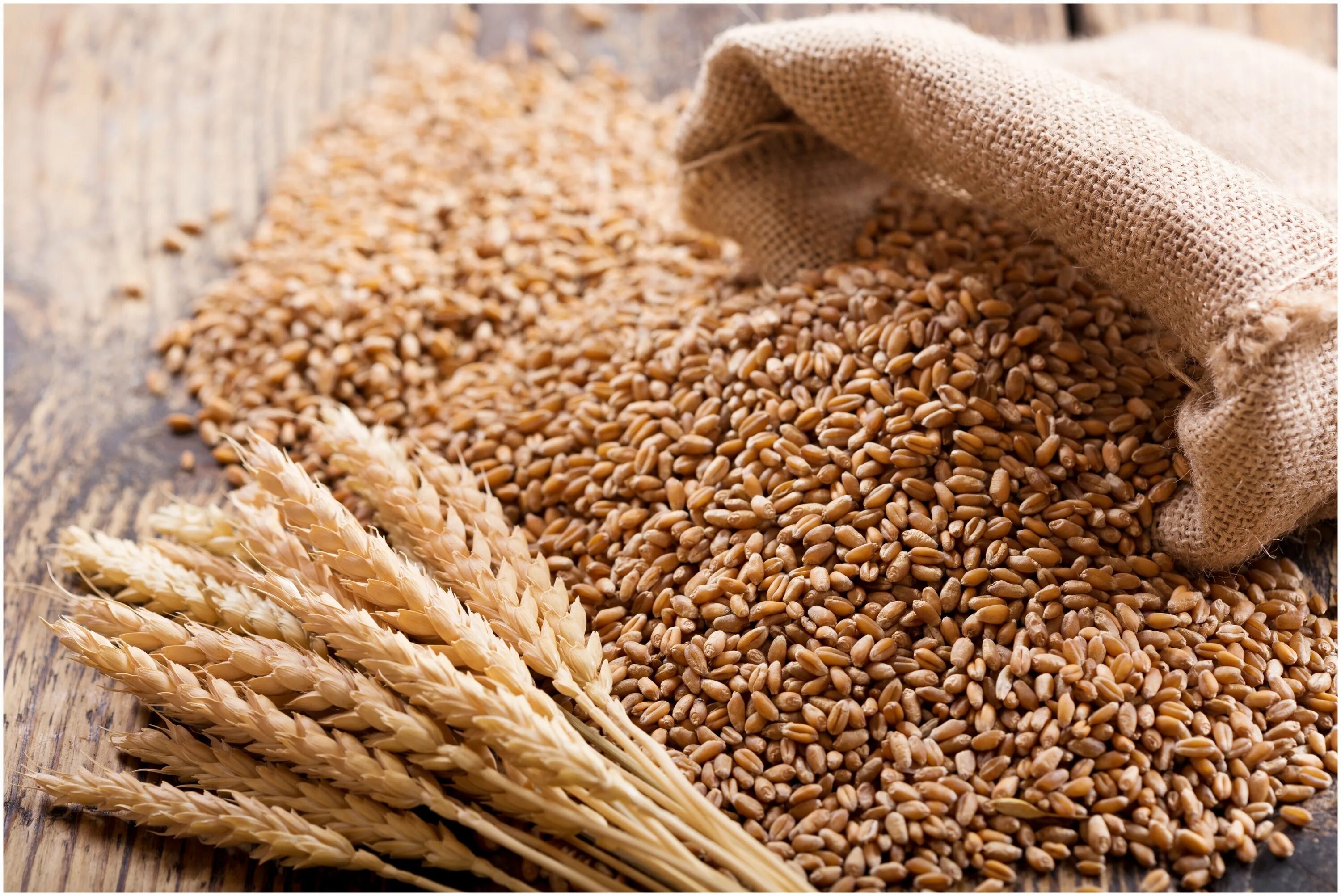 Пшеница розницу купить. Зерно. Пшеница. Пшеница продовольственная. Пшеница необработанная.