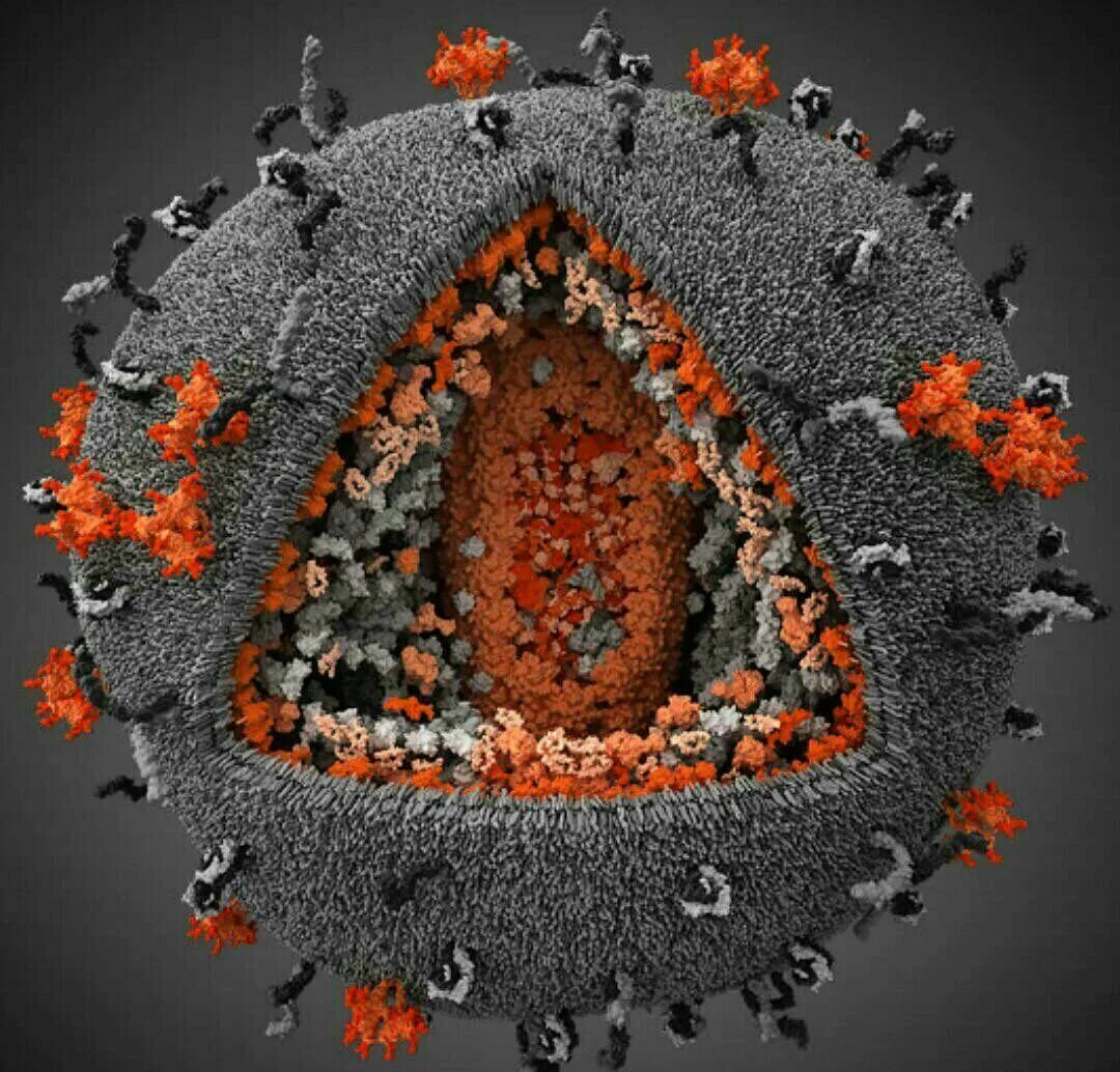 Вирус СПИДА под микроскопом. Вирус иммунодефицита под микроскопом. Вирус иммунодефицита человека (Human Immunodeficiency virus). Модель вируса ВИЧ.