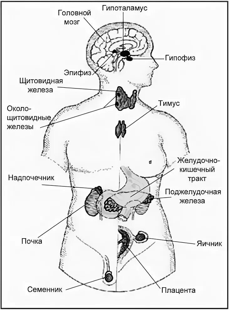 Эндокринная система организма. Схема. Гуморальная регуляция и эндокринная система человека. Гуморальная система регуляции схема. Эндокринная система и гуморальная система.