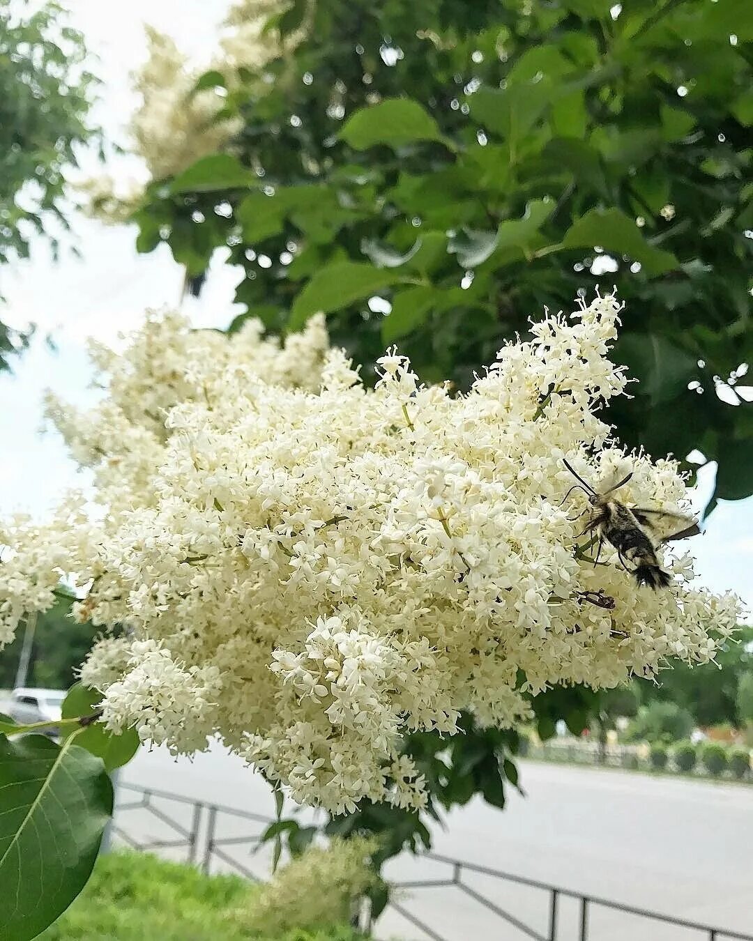 Какое дерево цветет белым цветом. Сирень белая кустарник. Кустарник цветет белыми метелками. Дерево цветет белыми метелками в июне. Кустарник с белыми метелками.