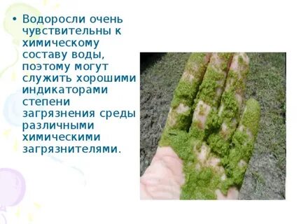 Водоросли по составу