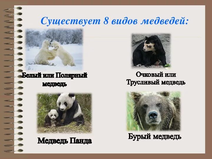 Какой медведь медведем не является: найдено 76 картинок