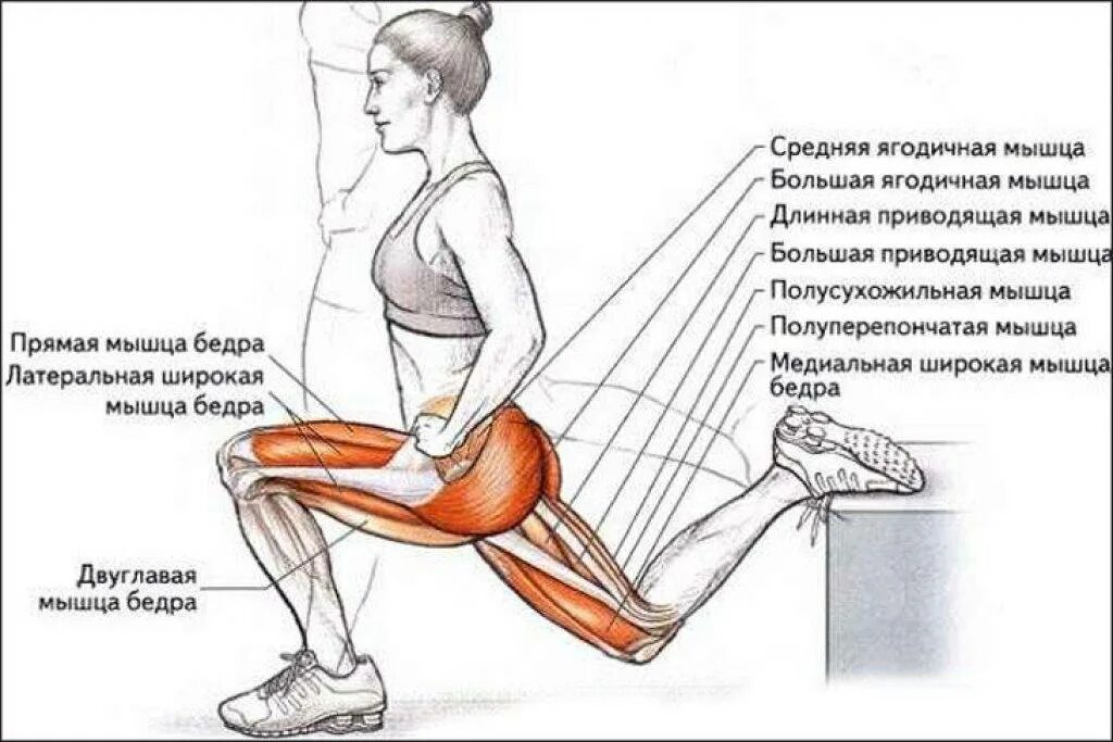 Как накачать внутренние мышцы. Болгарские сплит приседания какие мышцы работают. Болгарские выпады какие мышцы работают. Болгарские выпады (сплит приседания). Болгарские сплит приседания техника выполнения.