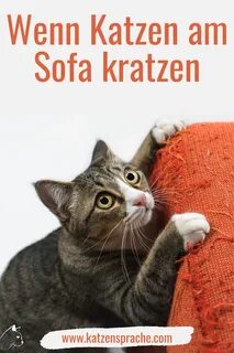 Почему коты царапают мебель