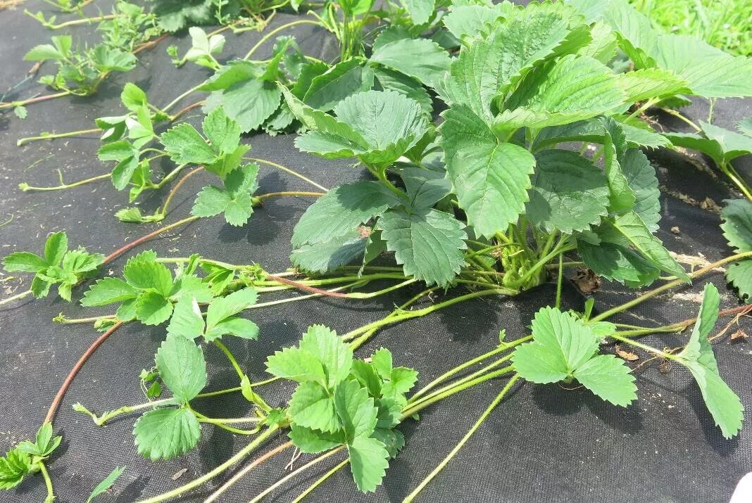 Усы клубники. Усы садовой земляники. Стеблевые черенки усы клубники. Земляника садовая ползучая. Усы клубники укоренение.