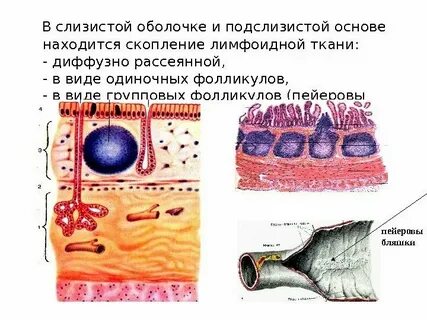 Лимфоидные фолликулы что это