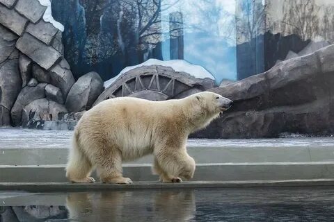 Медведь 2022 г