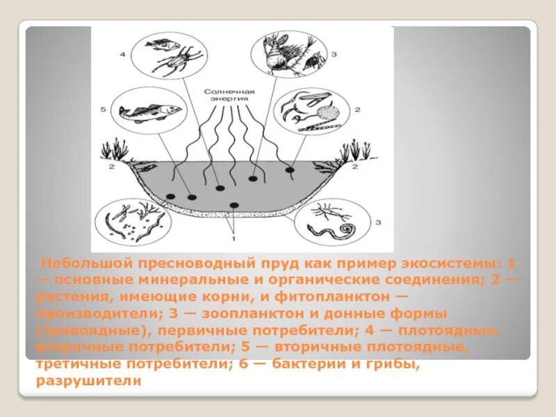 Зоопланктон трофический уровень. Биогеоценоз водоема схема. Экосистема водоема схема. Пруд как пример экосистемы. Трофическая структура водоема.