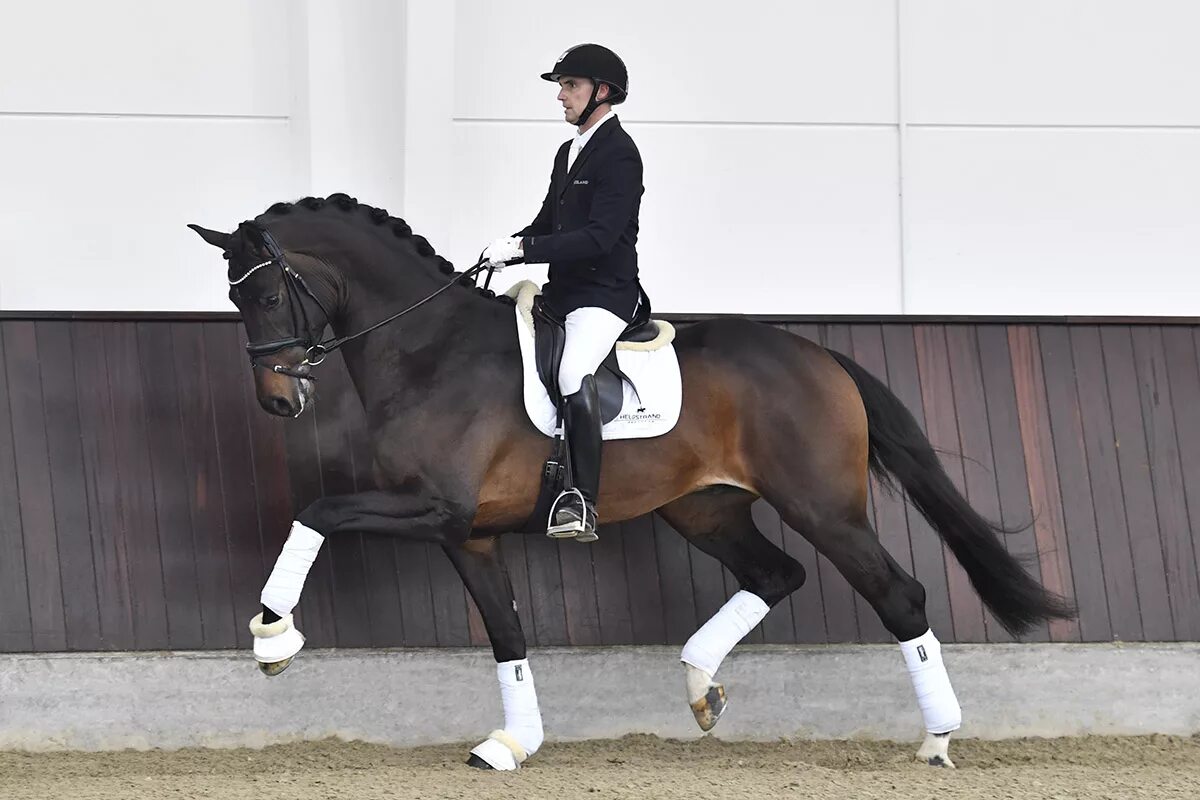 2019 год лошадь. Helgstrand Dressage. Шаблон лошадь выездка. Джовиан.