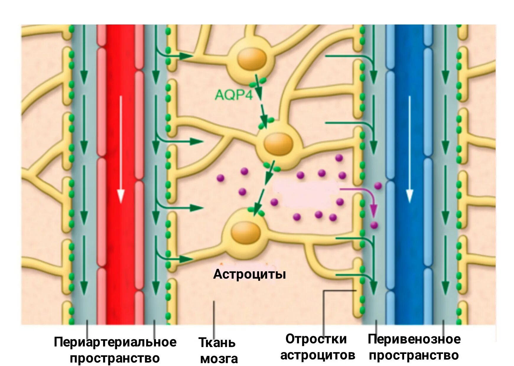 Астроциты мозга. Глимфатическая система. Лимфатическая система мозга. Глимфатическая система головного мозга. Лимфатическая система головного мозга человека.