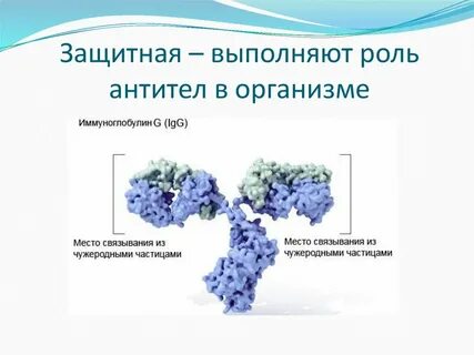 Антитела выполняют