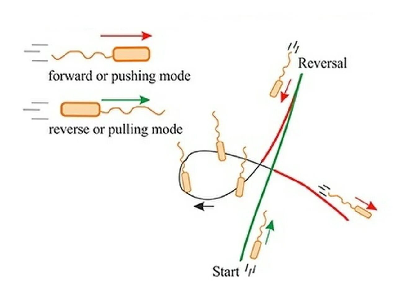 Forward reverse