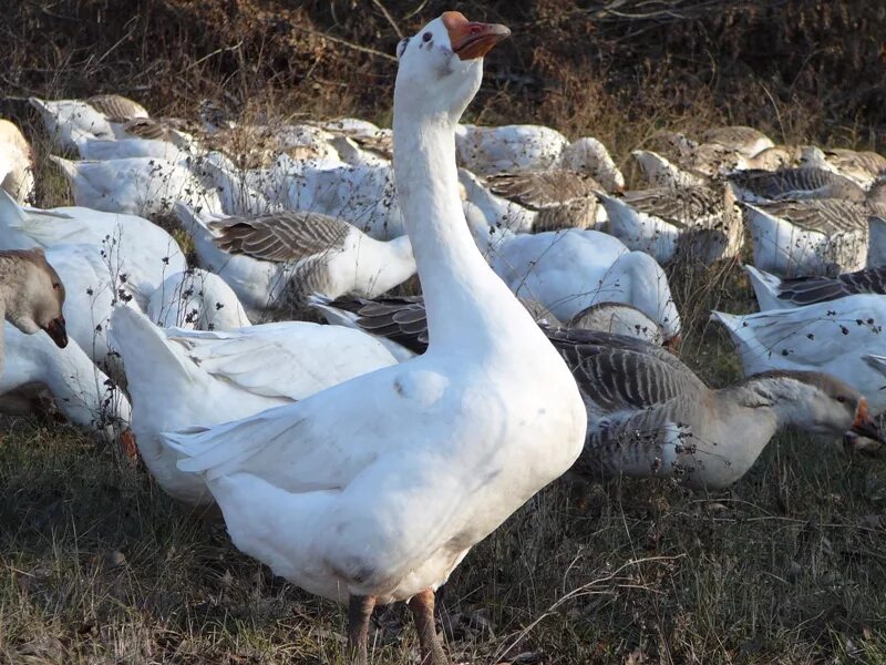 Гуся 3 месячного. Гуси несушки. Гусь деревенский. Сколько сейчас стоит гусь. Взрослый гусь.