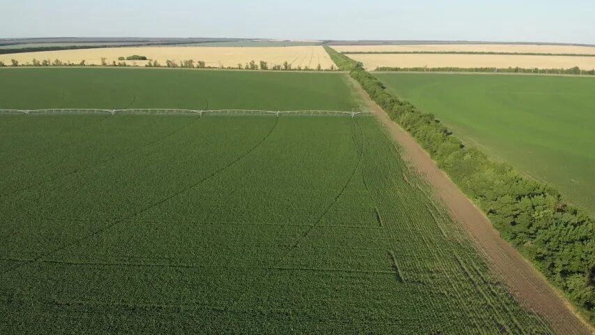 Corn Rows field. Aerial field. Row fields