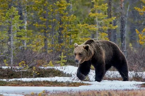 Животные архангельск