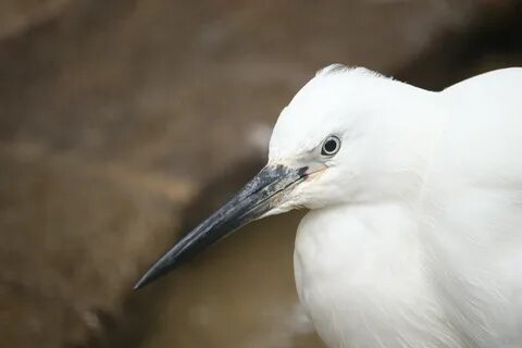 Whitebird io