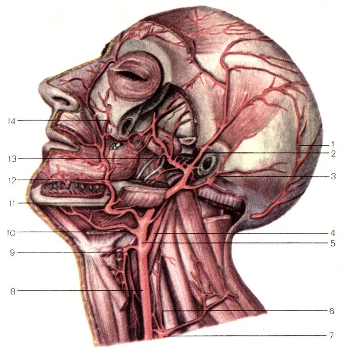 Анатомия сосудов головы. Наружная Сонная артерия анатомия. Наружная Сонная артерия анатомия ветви. Поверхностная височная артерия анатомия. Сонная артерия топография анатомия.