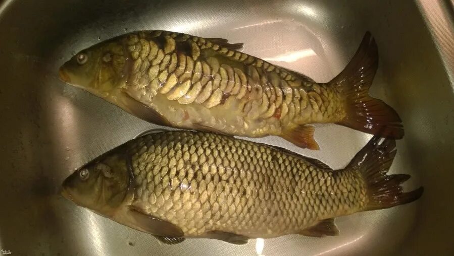 рыба карп зеркальный. карп простой. рыба карп зеркальный. карп (cyprinus carpio). сазан (cyprinus carpio).