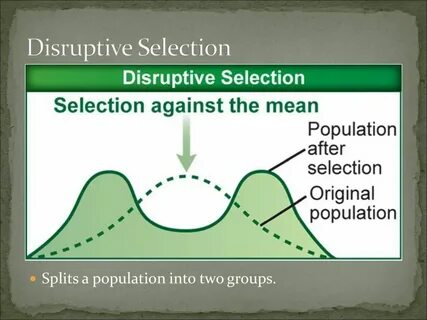Selection meaning