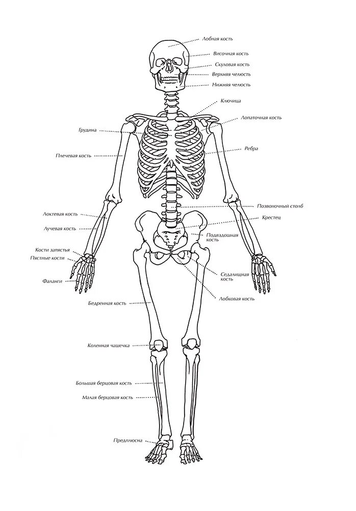Строение скелета человека схема. Человек биология строение скелета. Скелет человека рисунок анатомия биология. Скелет человека вид спереди.