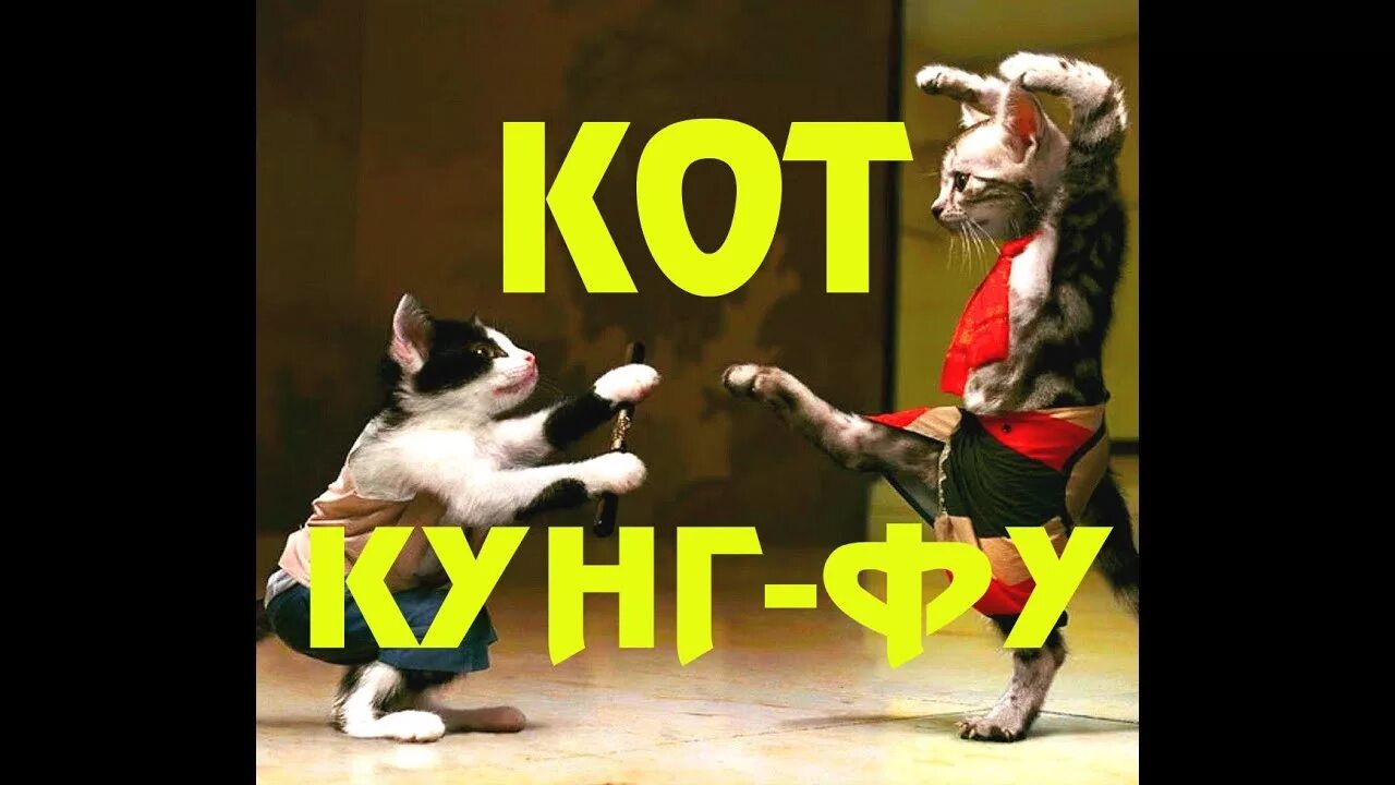 Kung fu cat x