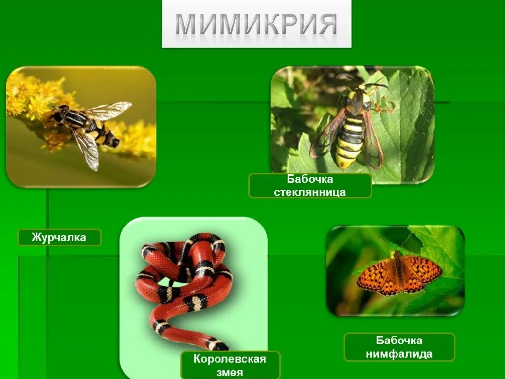 Мимикрия. Мимикрия это в биологии. Мимикрия презентация. Мимикрия примеры.