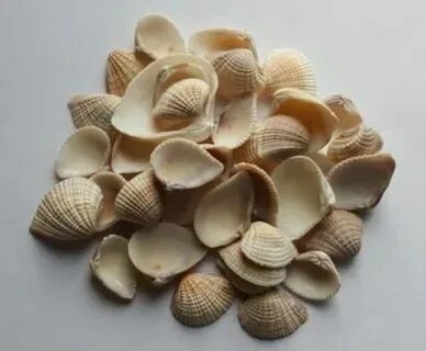 Ракушки 6