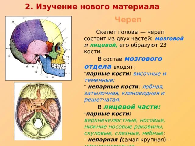 Скелет головы мозговой отдел. Осевой скелет череп. Состоит из лицевой и мозговой части. Граница мозгового и лицевого отделов черепа.