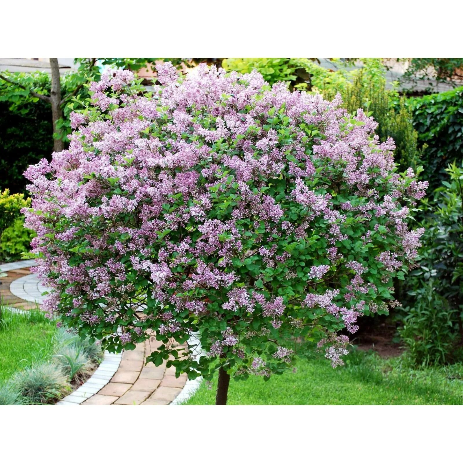 Сирень Блумеранг Пёрпл (Syringa Bloomerang Purple / Bloomerang Dark Purple) купи