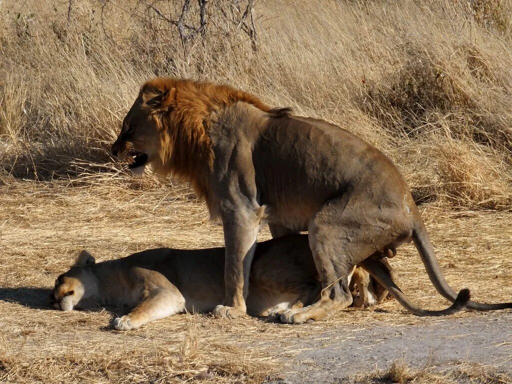 Mating type