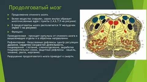 Продолговатый мозг серое вещество ядра