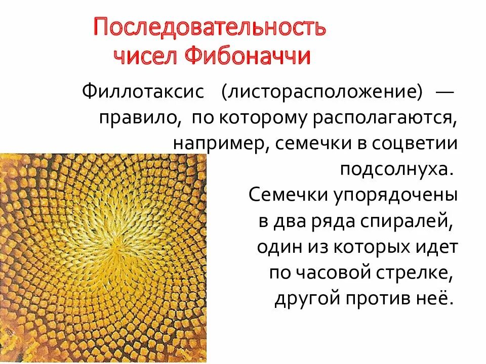 Последовательность фибо. Последовательность фибоначчи. Леонардо фибоначчи золотое сечение кратко. Число фибоначчи число. Последовательность фибоначчи.