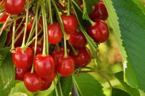 Сорт вишни бирюсинка