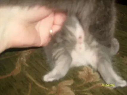 Шотландская кошка течка