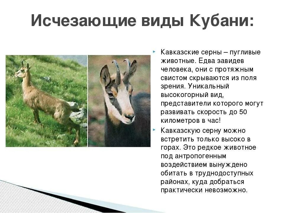 Серн чи моранум. Кавказская серна красная книга краснодарского края. кавказская серна красная книга краснодарского края описание. красная книга краснодарского края животные кавказская серна. животные красной книги краснодарского края серна.