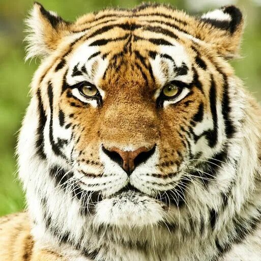 Tiger portrait, tiger animal #tiger #portrait #eyes #muzzle #predator Amazing An