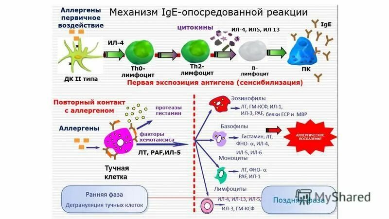 Супрессия иммунного ответа. Супрессия иммунного ответа иммунология. Супрессия иммунного ответа схема. Механизм опосредованной клетками иммунопатологии. Принципы супрессии иммунитета.