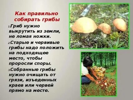 Приснился сон собираю грибы