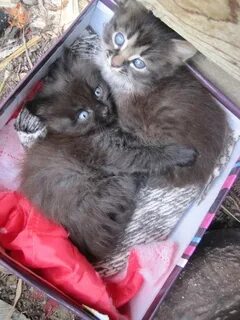 Котенок волгоград отдам в добрые