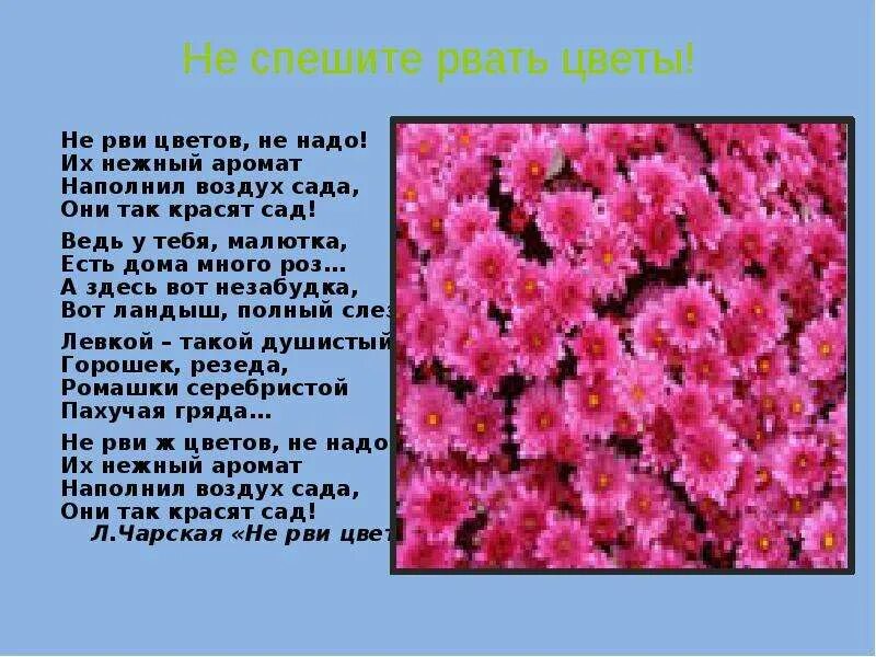 Не рви цветы завянут цветы слушать. Стих не рви цветов не надо. не рви цветов не надо их нежный аромат наполнил воздух сада. а вот и я цветов не надо стихи. цветов много не бывает цитаты.