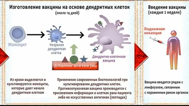 Вакцина дендритными клетками. Дендритные вакцины. Вакцины на основе дендритных клеток. Дендритные клетки иммунология. Дендритноклеточные вакцины Противоопухолевые.