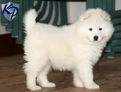 Китайская маленькая белая собака