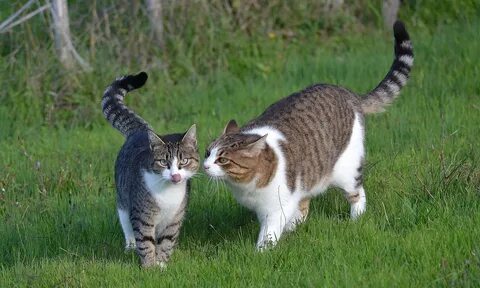 Cat para